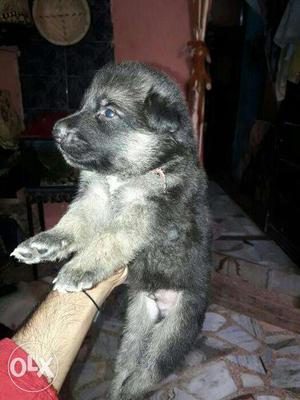 GSD pups available