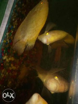 Gaint Gourami Fish