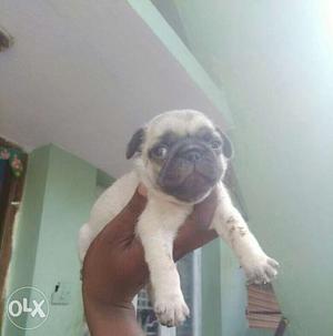 Genuine quality pug puppies nd other all breeds