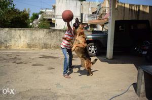 German Shepherd Dog