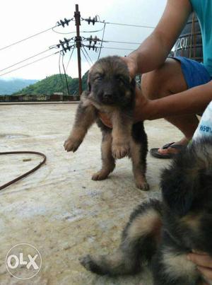 German Shepherd Puppy