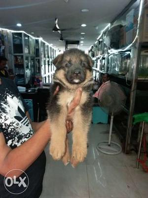 German Shepherd Show Quality PuPs Available. With Papers.