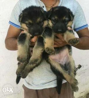 German Shepherd double coat puppies available