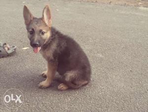 German Shepherd female Puppy