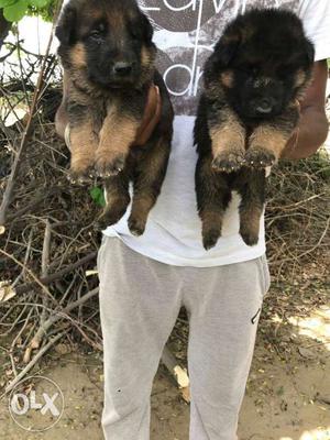 German Shepherd long coat puppies full healthy