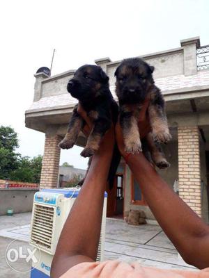 German Shepherd male and female puppies 