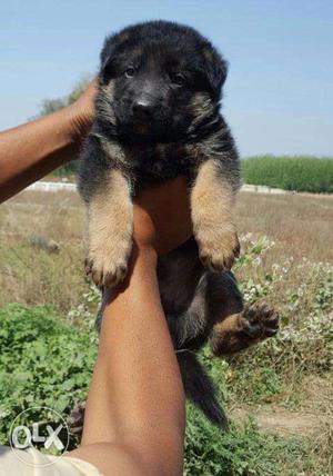 German Shepherd male and female puppies