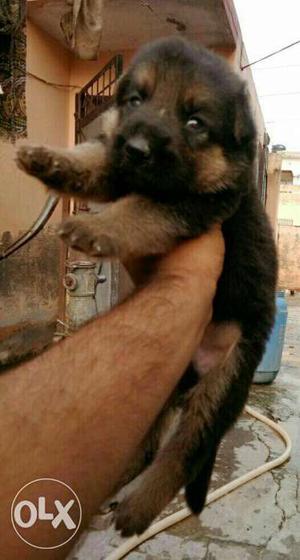 German Shepherd show quality puppies available nd