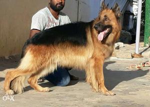 German double coat pupy male 