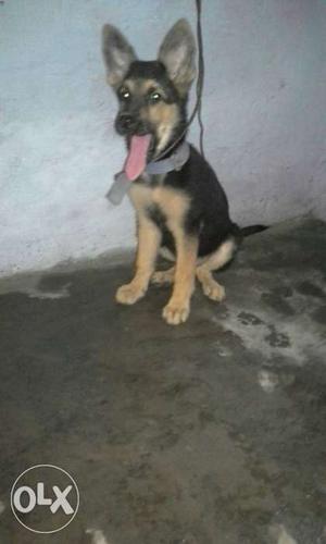 German shephard female puppy two month old for