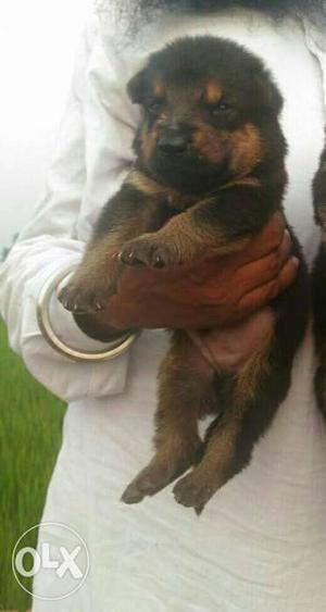 German shepherd and Labrador male pups available