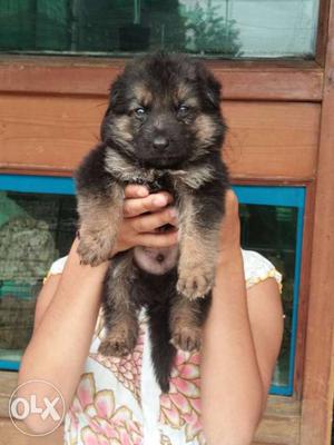 German shepherd double coat puppies available in