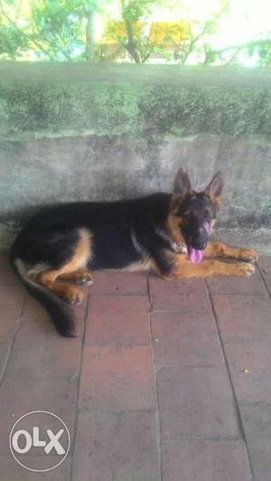 German shepherd male puppy