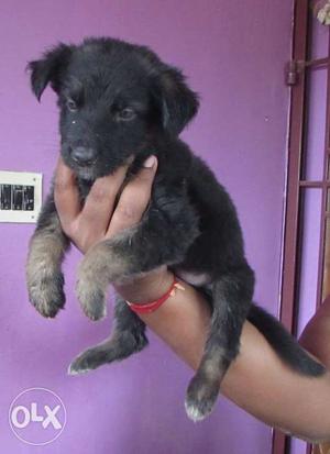 German shepherd puppies available.