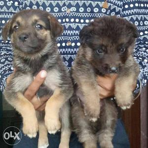 German shephered puppy for sale
