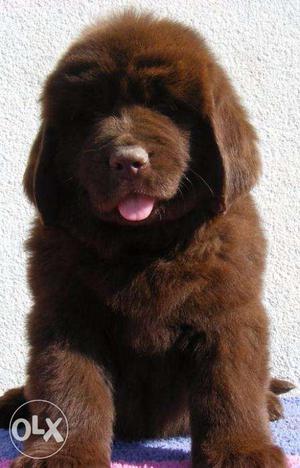 Go kennel in Double coat Best Newfoundland pupps champion