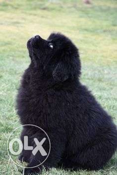 Go kennel in Kci paper Import Newfoundland puppies supre in