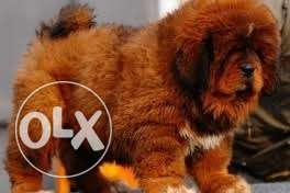 Go kennel in Super Tibetan mastiff puppy pure breed 2 months