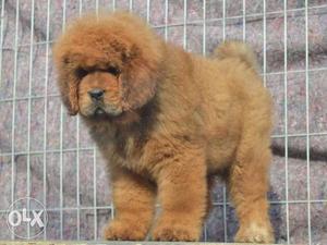 Go kennel in pure Very Best Tibetan mastiff puppie Imporline