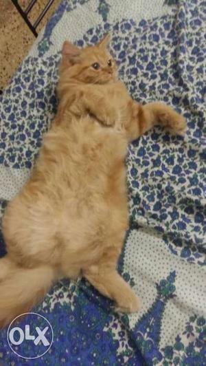 Golden brown male persian cat of 4 mths