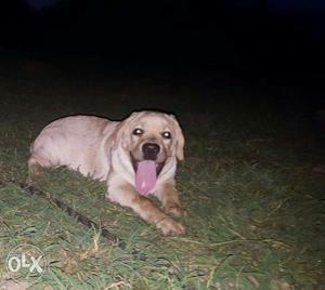 Golden color Laboura dog