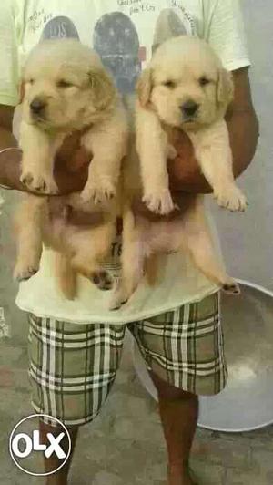 Golden retriever champion blood line puppies