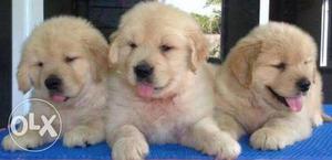 Golden retriever male pup at very reasonable