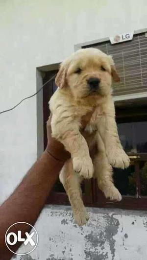 Golden retriever puppies available all breed