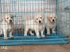 Golden retriever puppies for living HOMES