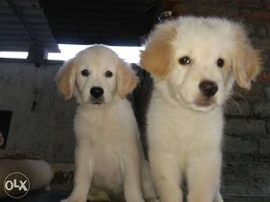 Golden retriever puppy 50 days old vaccinated and