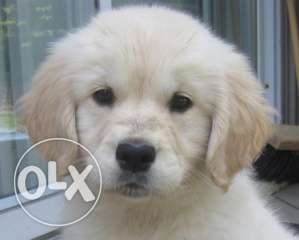 Golden retriever puppy female