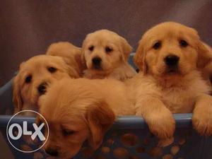 Golden retriever pure puppies with papers