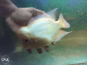 GoldenBase x Magma Flowerhorn for sale 7 inches