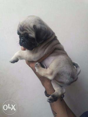 Good Pug puppies available male  Female 