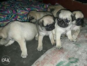 Good Quality Male Pug for sell.