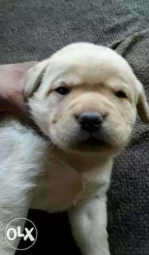 Good quality lab puppies available at very low