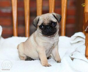 Good quality pug puppies available