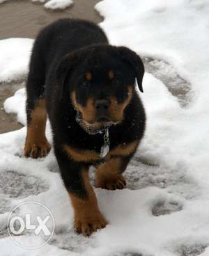 Good quality rottweiler pups available