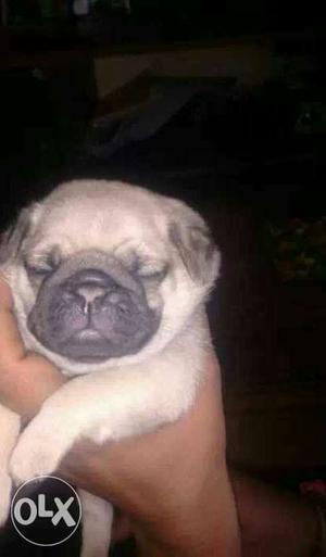 Gorgeous pug puppies available male  female