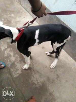 Great Dane 5months old full trained nd full