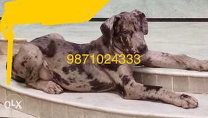Great Dane Marlequin male puppy for loving home