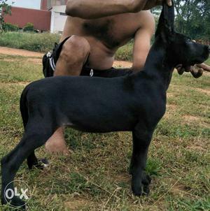 Great dane black female puppy for sale.vaccine completed.