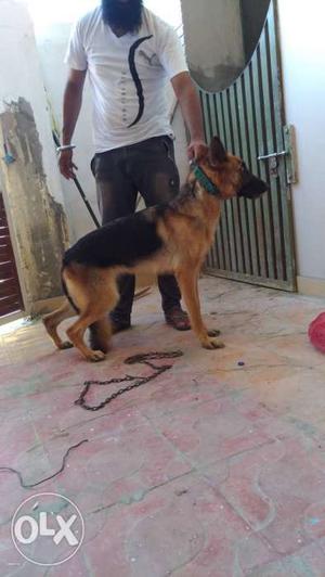 Gsd female..11 month old..for sale..top quality