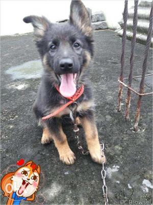 Gsd female 45 days old,full active...