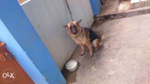 Gsd female for selling 1year age good quality