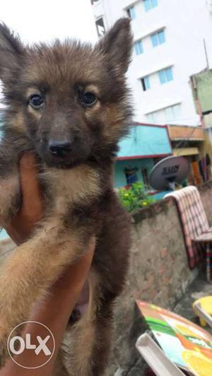 Gsd female puppy for sale or exchange