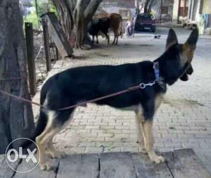 Gsd male age..4/15 month erjent sell