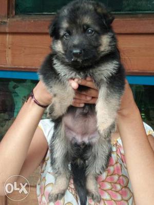 Gsd puppies available in Vadodara amazing pet