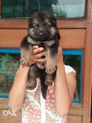 Gsd puppies available in Vadodara call me for see