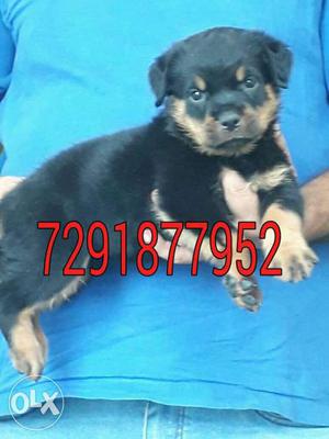 Handsome rottwieler pup available